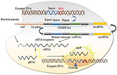 CRISPR/Cas: Advances, Limitations, and Applications for Precision Cancer Research